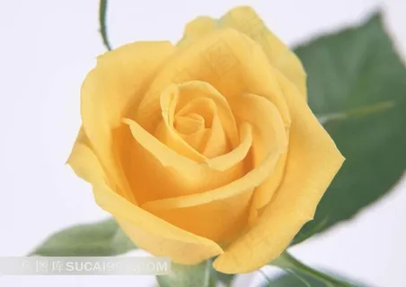 黄色玫瑰花图片 黄色玫瑰花图片
