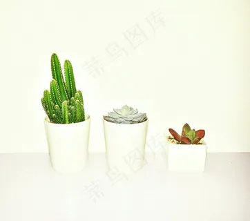 多肉盆栽花卉图片 多肉盆栽花卉图片