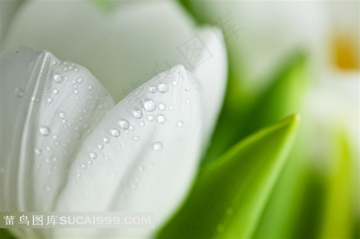 白色水嫩郁金香