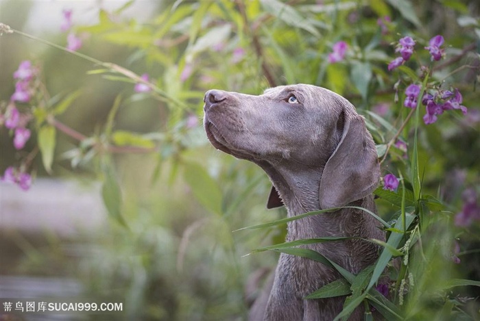 高清花丛中仰望天空的威玛猎犬狗狗图片