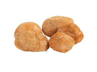 157猴头菇超市商品白底图免抠实物摄影png格式图片透明底