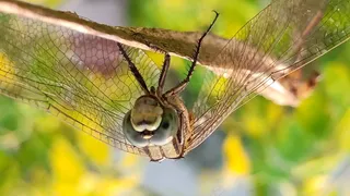 蜻蜓近景特写图片