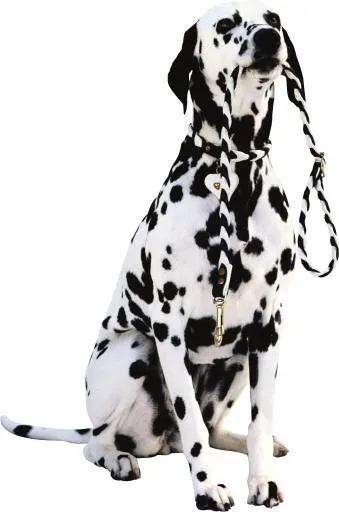 狗 PNG免抠(2426x3659)