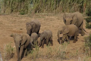 野生大象群图片