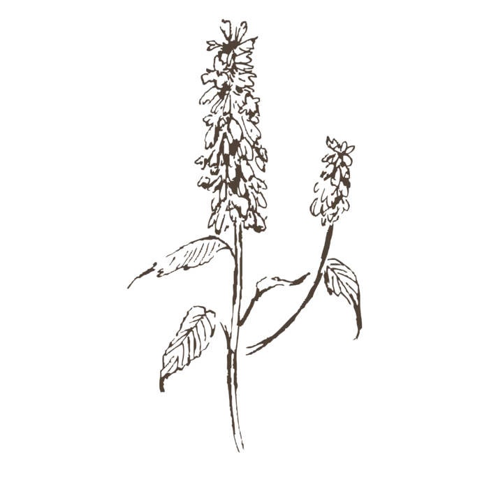 线条草本花卉手绘植物-薰衣草