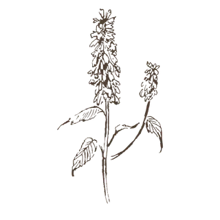 线条草本花卉手绘植物-薰衣草