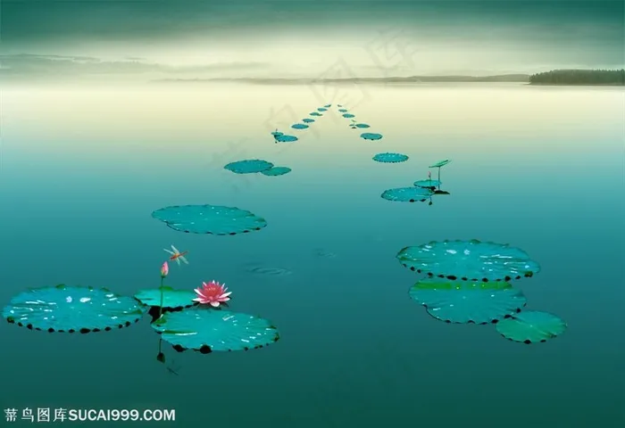 水面上的荷花高清图片