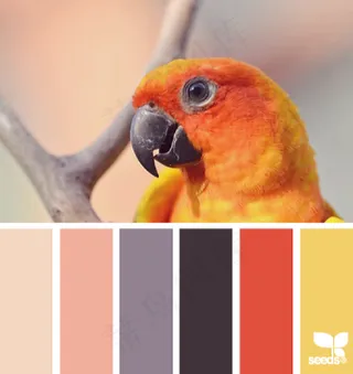 家禽鸟类配色色卡色彩搭配