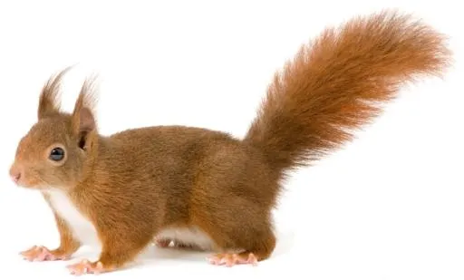 松鼠 PNG免抠(670x405)