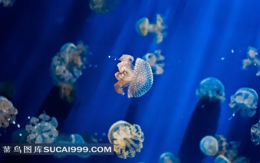 蓝色海水中游泳的水母唯美场景图片