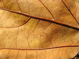 树叶经脉特写背景高清图片