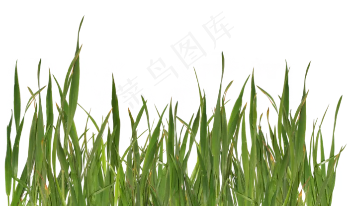 草地免扣png 