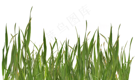 草地免扣png  草地免扣png