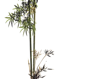 竹子古典元素