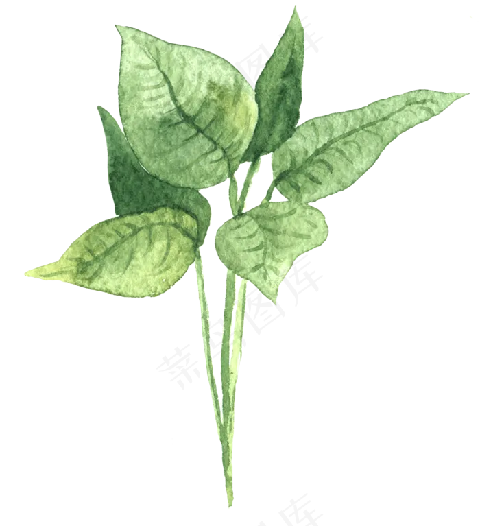 水彩插画-植物15