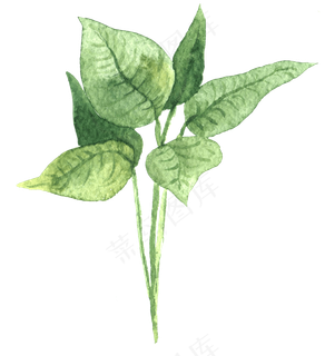 水彩插画-植物15