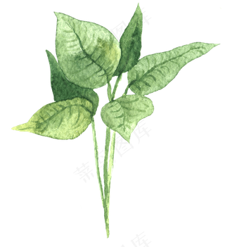 水彩插画-植物15