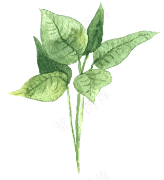 水彩插画-植物15