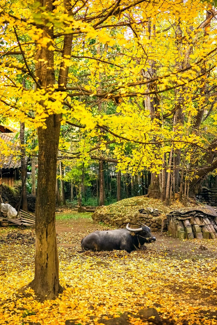 金黄唯美秋天银杏落叶景色背景