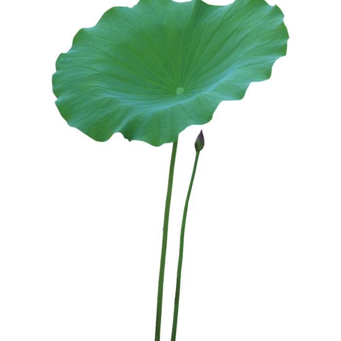 荷叶png素材免扣装饰