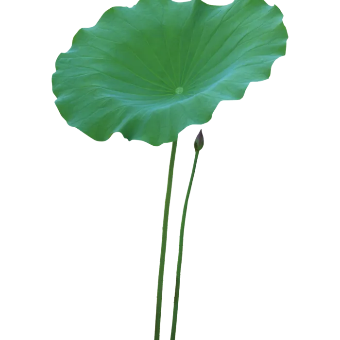 荷叶png素材免扣装饰