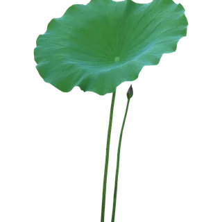 荷叶png素材免扣装饰