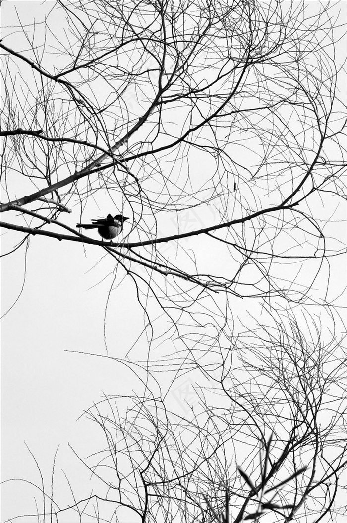 喜鹊登枝的照片