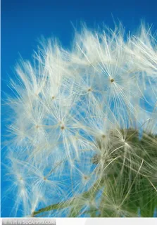 花束物语-漂亮的白色蒲公英