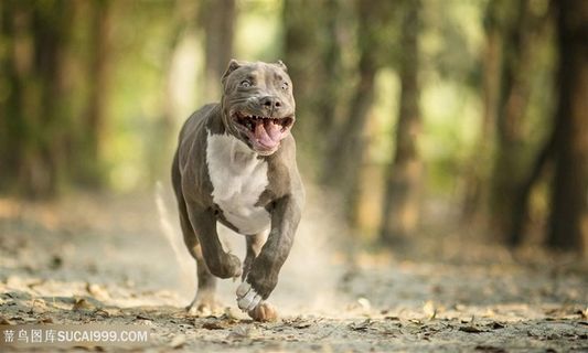 高清奔跑的美国恶霸犬狗狗图片