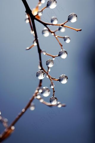 冰冷露珠树枝背景