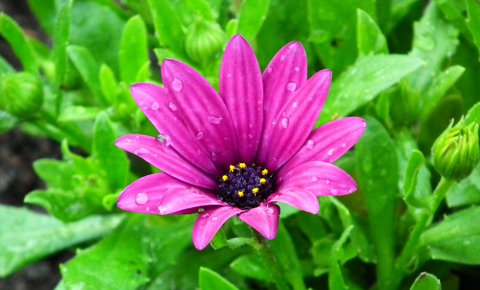 雨后清新菊花图片