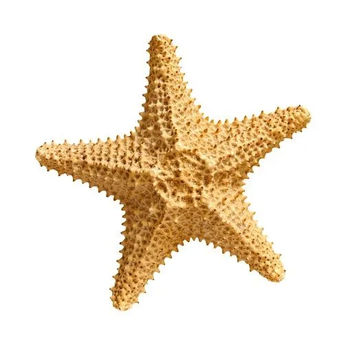 海星 PNG免抠(500x500)