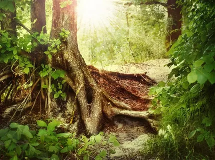 神秘梦幻唯美童话仙境阳光光影森林树木小草大自然风景高清摄影图