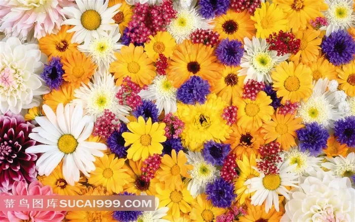精美菊花图案背景