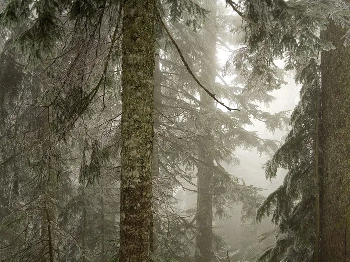 雪中松树 