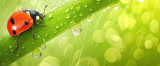 春天雨水叶子绿叶上的七星瓢虫，虫类，谷雨春分摄影图