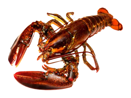 澳洲大龙虾龙虾海鲜