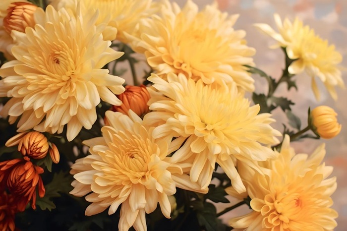 菊花光照摄影图