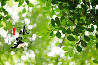 小暑 二十四节气 海报