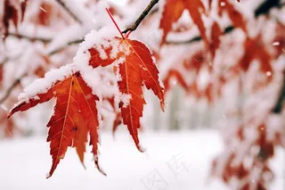 冬天雪景枫叶上的雪花摄影图