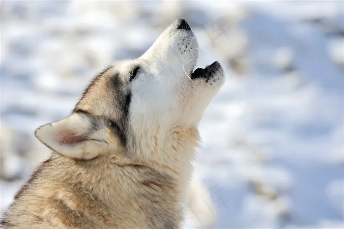 哈士奇宠物狗雪橇犬动物高清图片