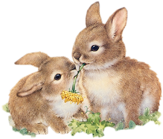 两只兔子卡通