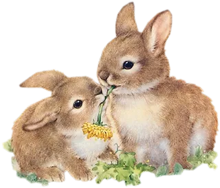 两只兔子卡通
