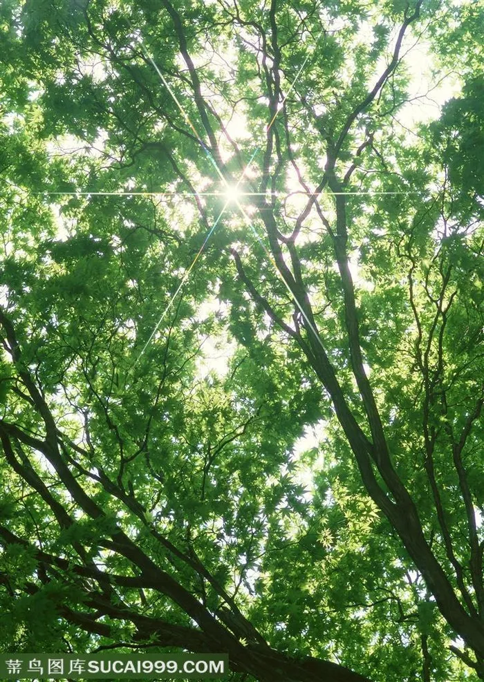 树林树木-仰视春天里的大树嫩绿的树叶