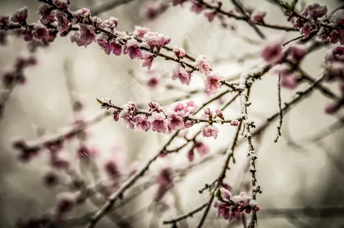冷色调梅花图片 冷色调梅花图片