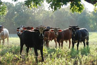 牛奶牛牧场牛奶草原原生态黄牛