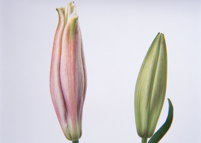 花没开放 