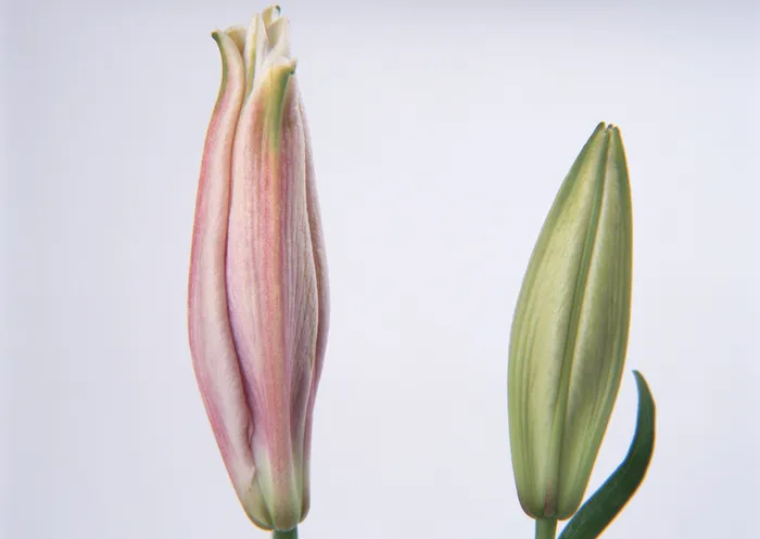 花没开放 