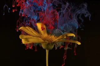 花 墨水 抽象 丰富多彩的 花瓣 黄花 盛开