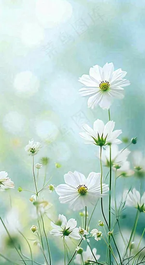 绿色清新野菊花特写春夏花朵摄影图